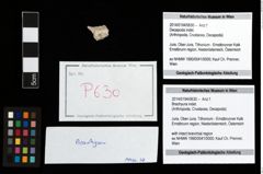 Foto (Objekt + Etikett) von Brachyura indet.  (NHMW-GEO-2014-0194-0630)